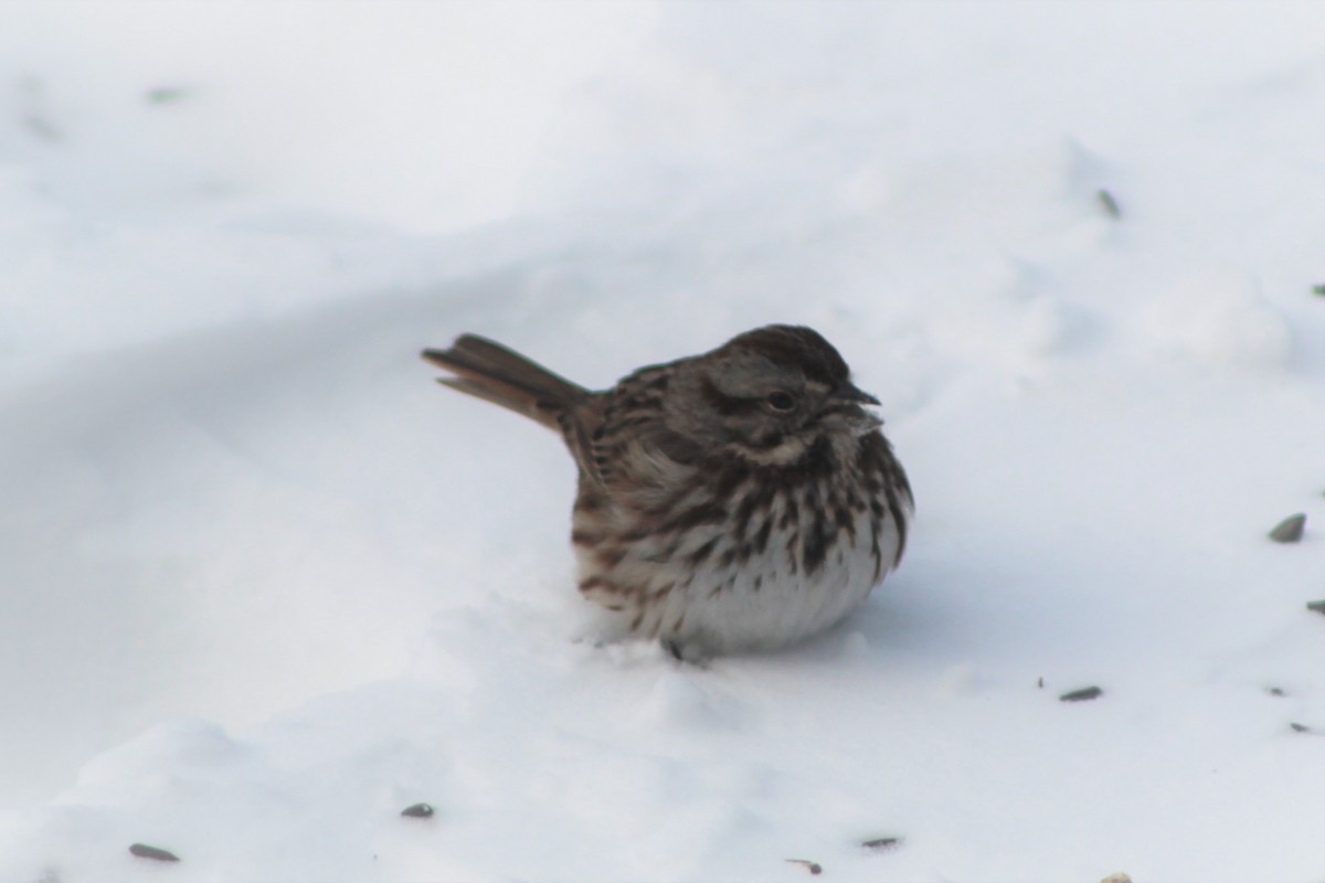 Song Sparrow - ML147280481