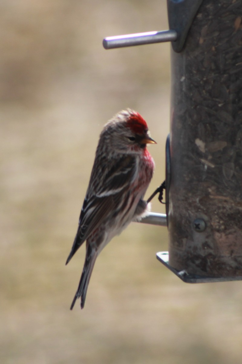 Common Redpoll - John Roosenberg