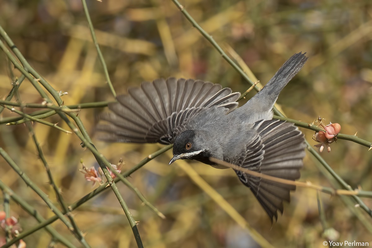 Rüppell's Warbler - Yoav Perlman