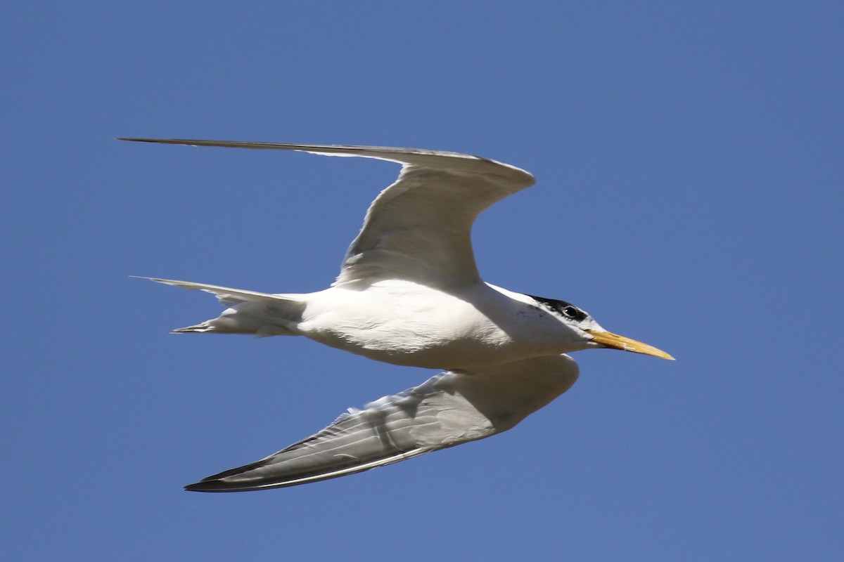 Great Crested Tern - Russ Morgan