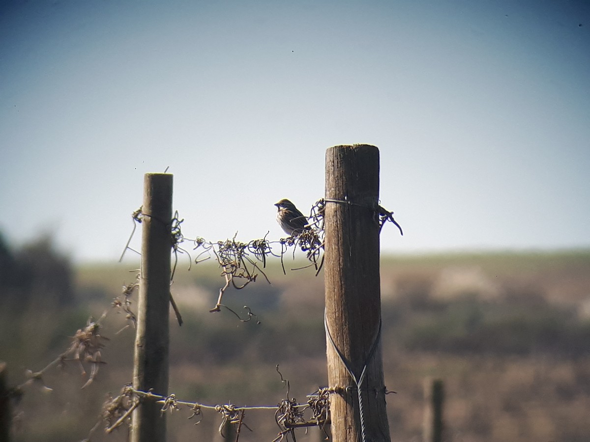 Reed Bunting - ML147286601