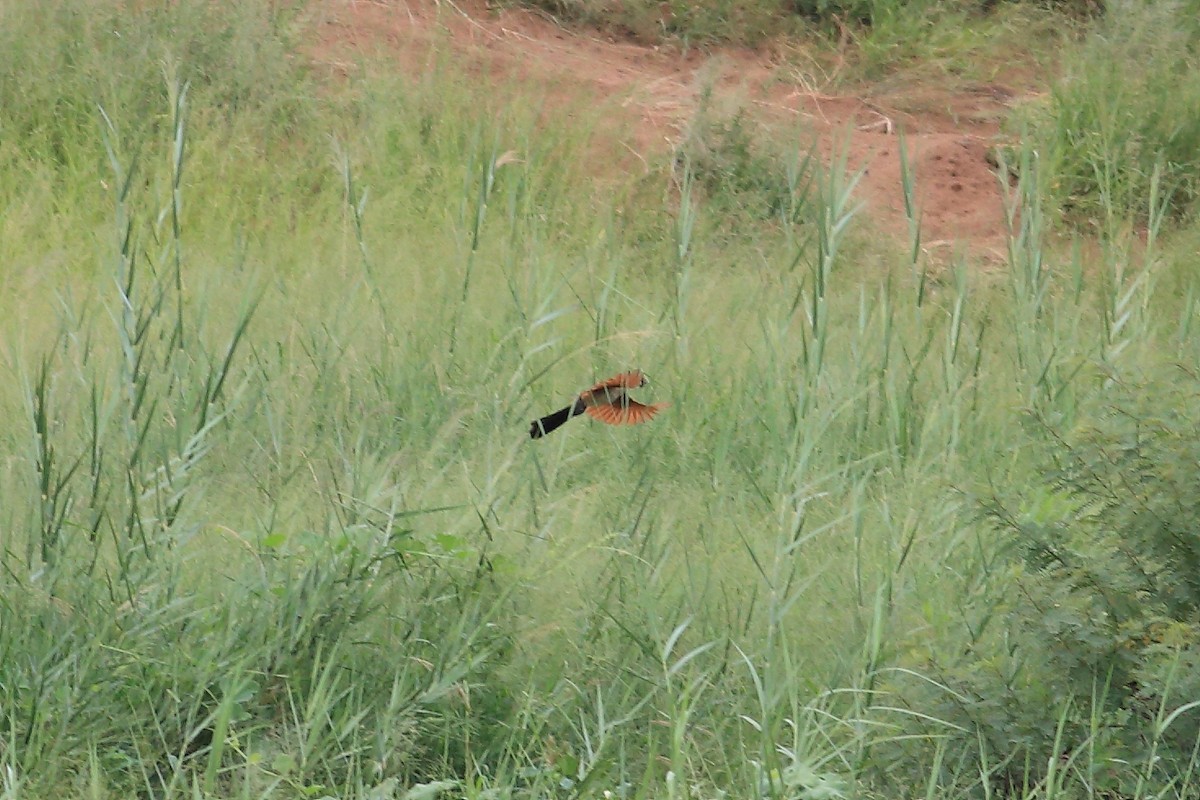 White-browed Coucal (Burchell's) - John Mercer