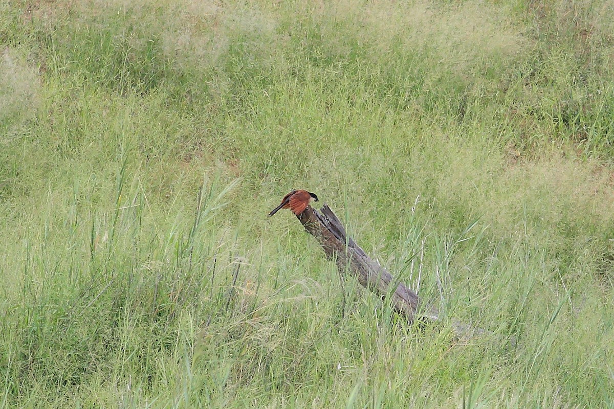 White-browed Coucal (Burchell's) - ML147289141