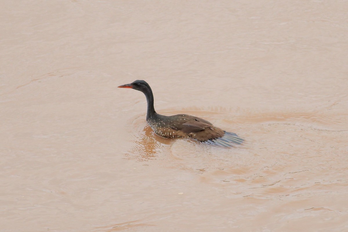 African Finfoot - ML147289191