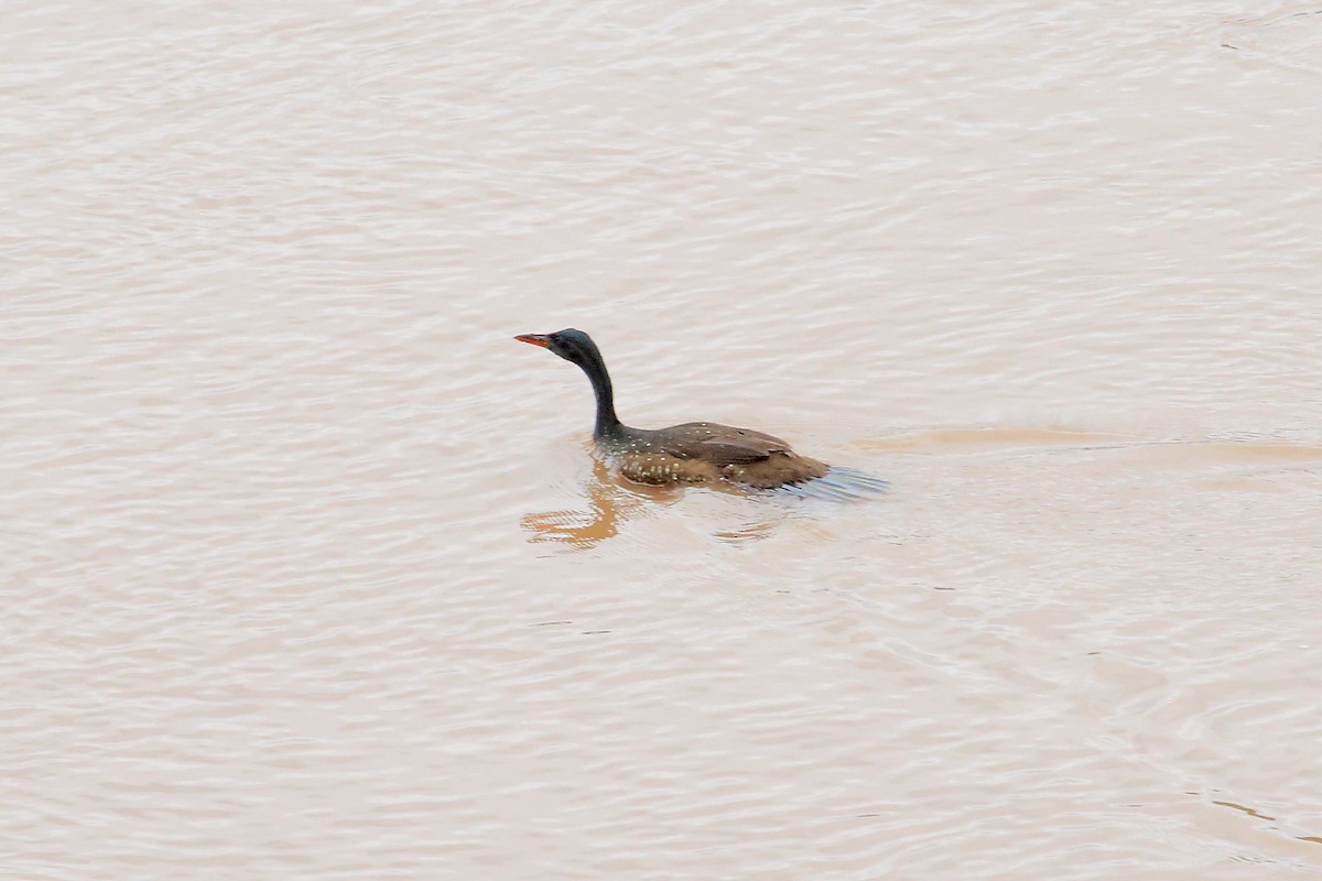 African Finfoot - ML147289201