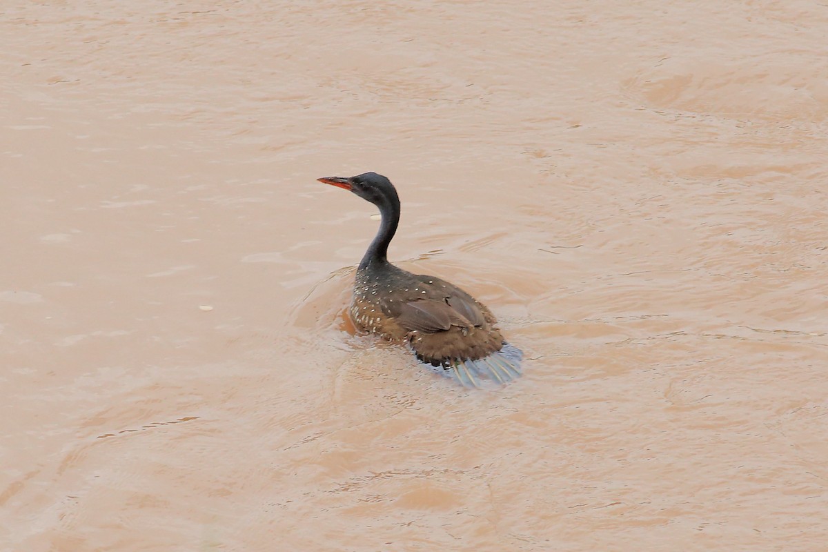 African Finfoot - ML147289211