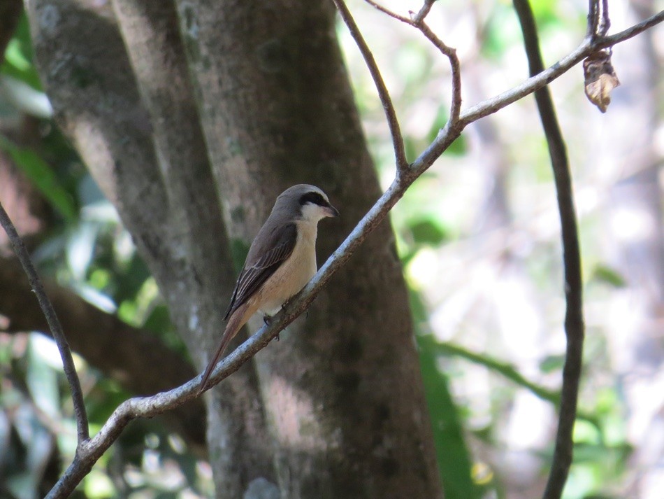 ťuhýk hnědý (ssp. lucionensis) - ML147289511