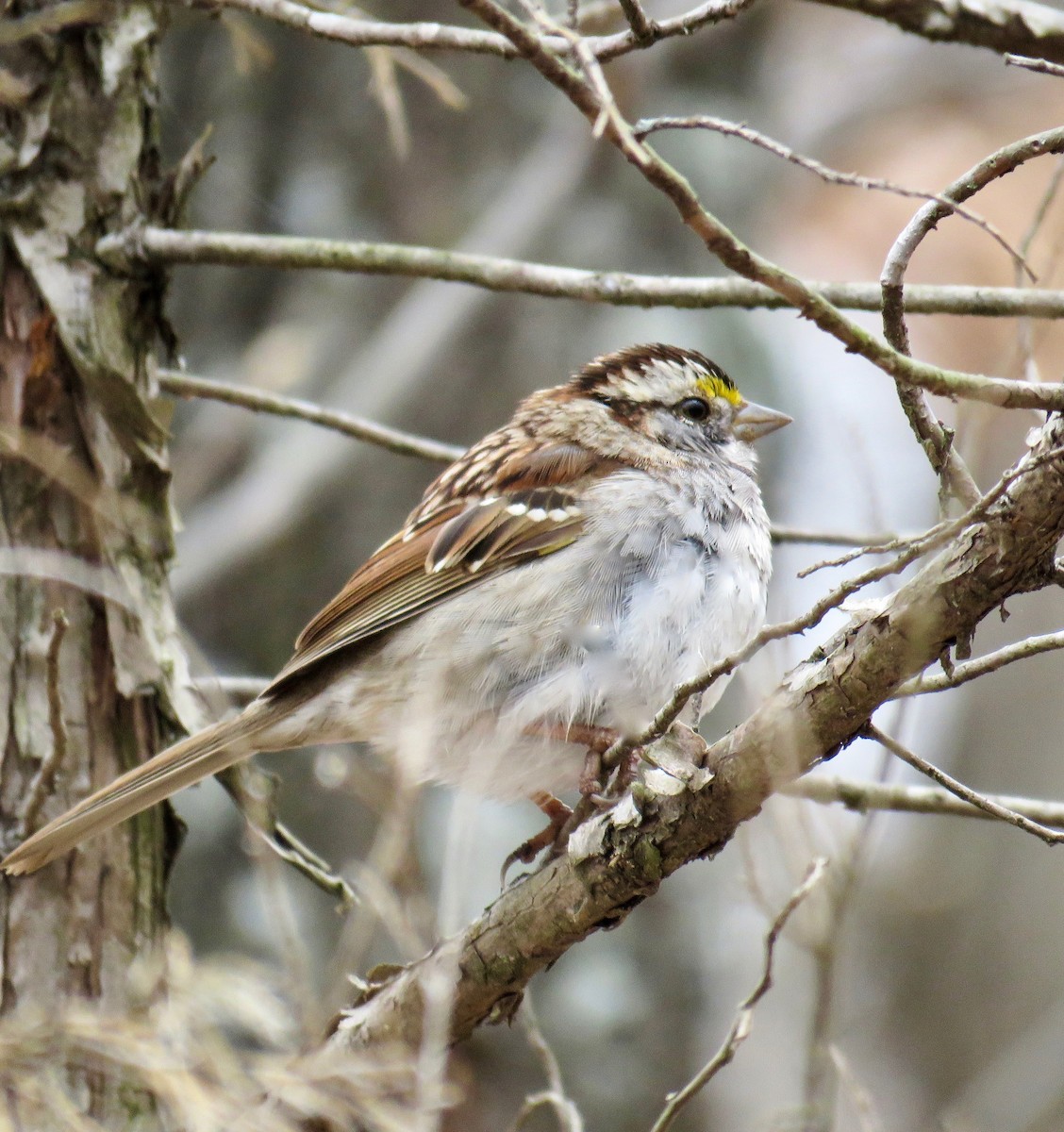 White-throated Sparrow - Ann Tanner