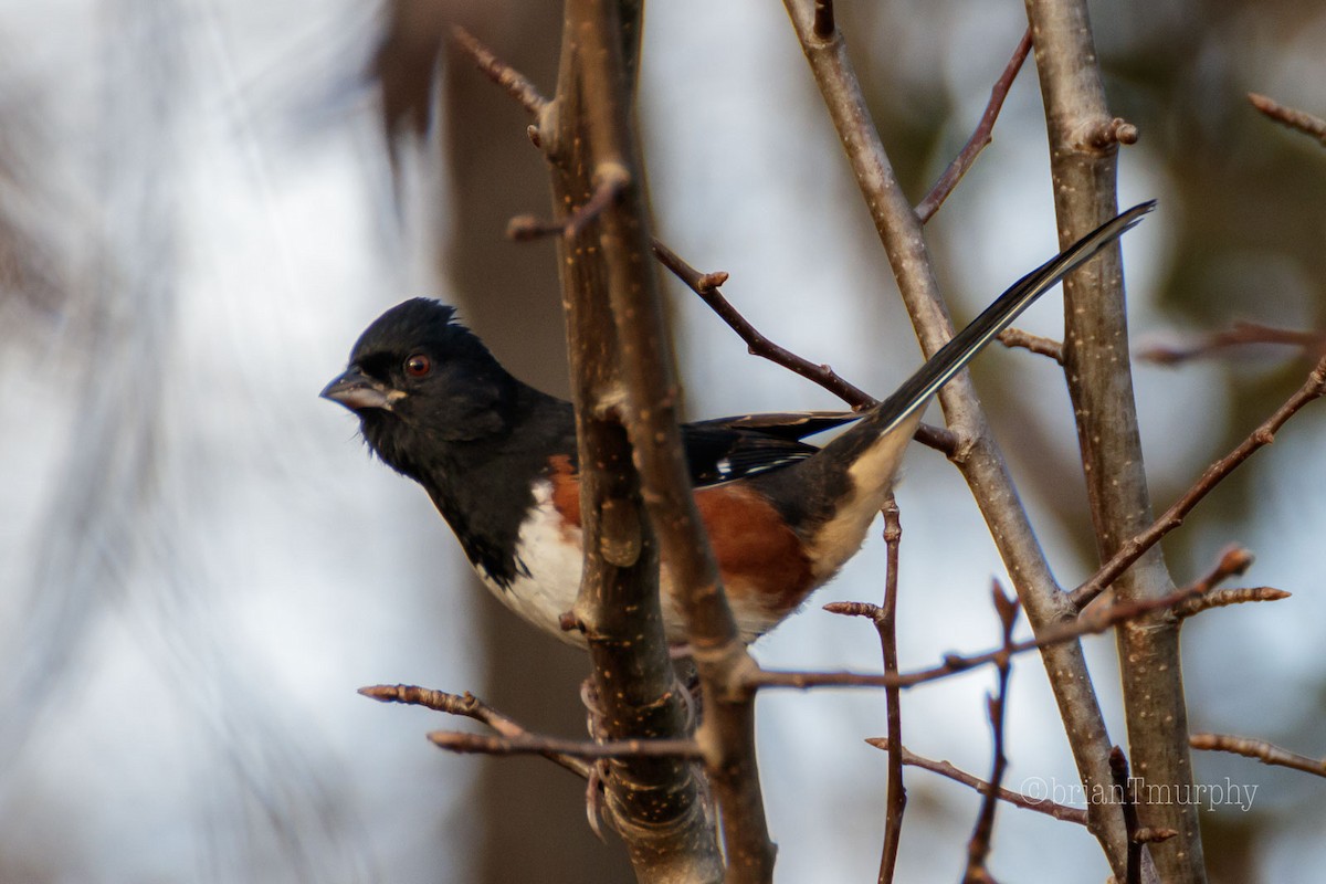 Eastern Towhee - ML147297901