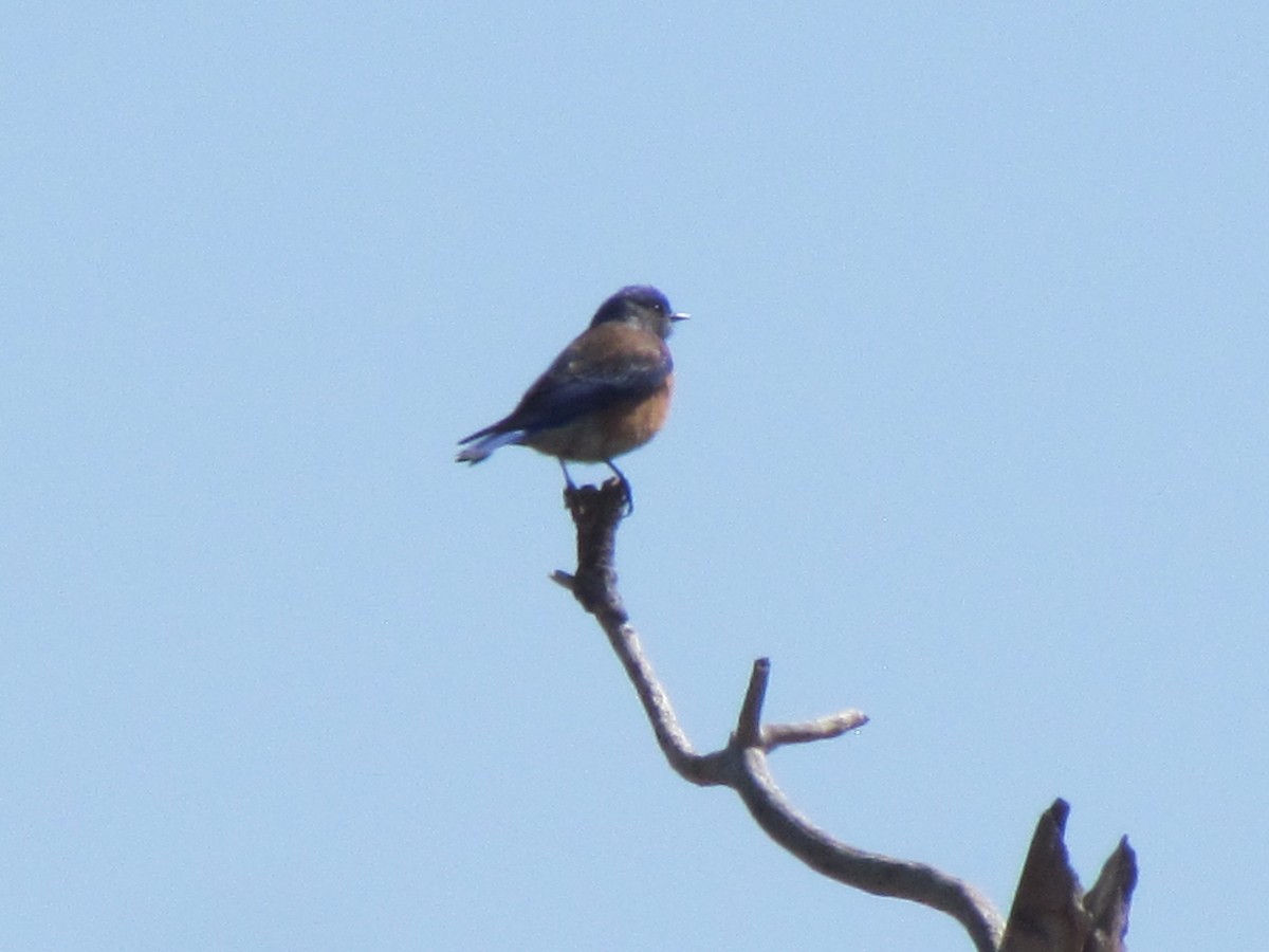 Western Bluebird - ML147299221