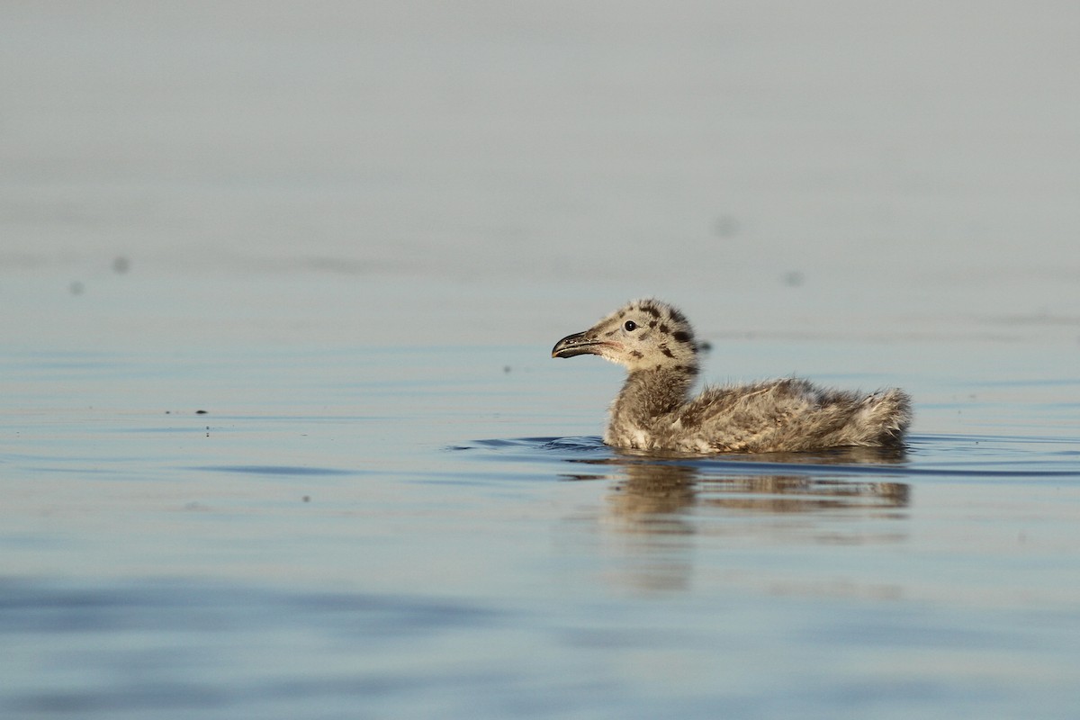 Great Black-backed Gull - ML147299561