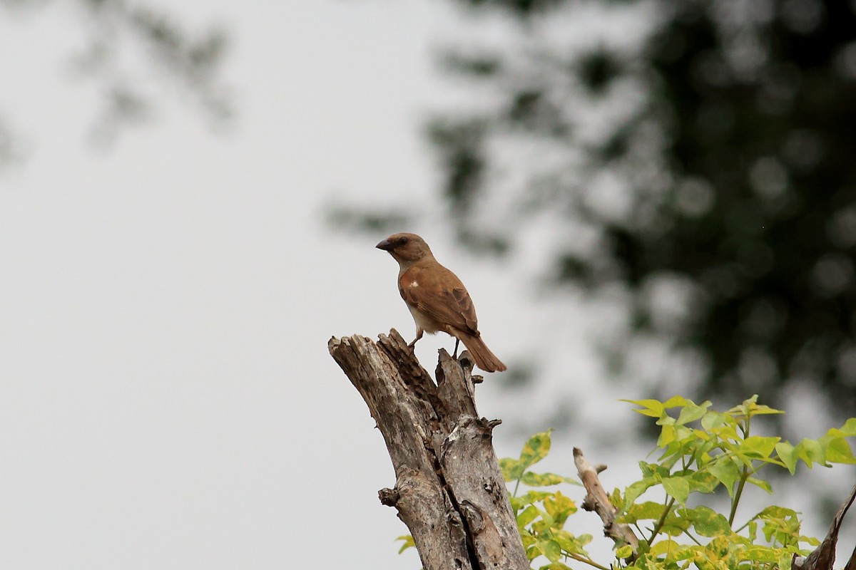 Southern Gray-headed Sparrow - John Mercer