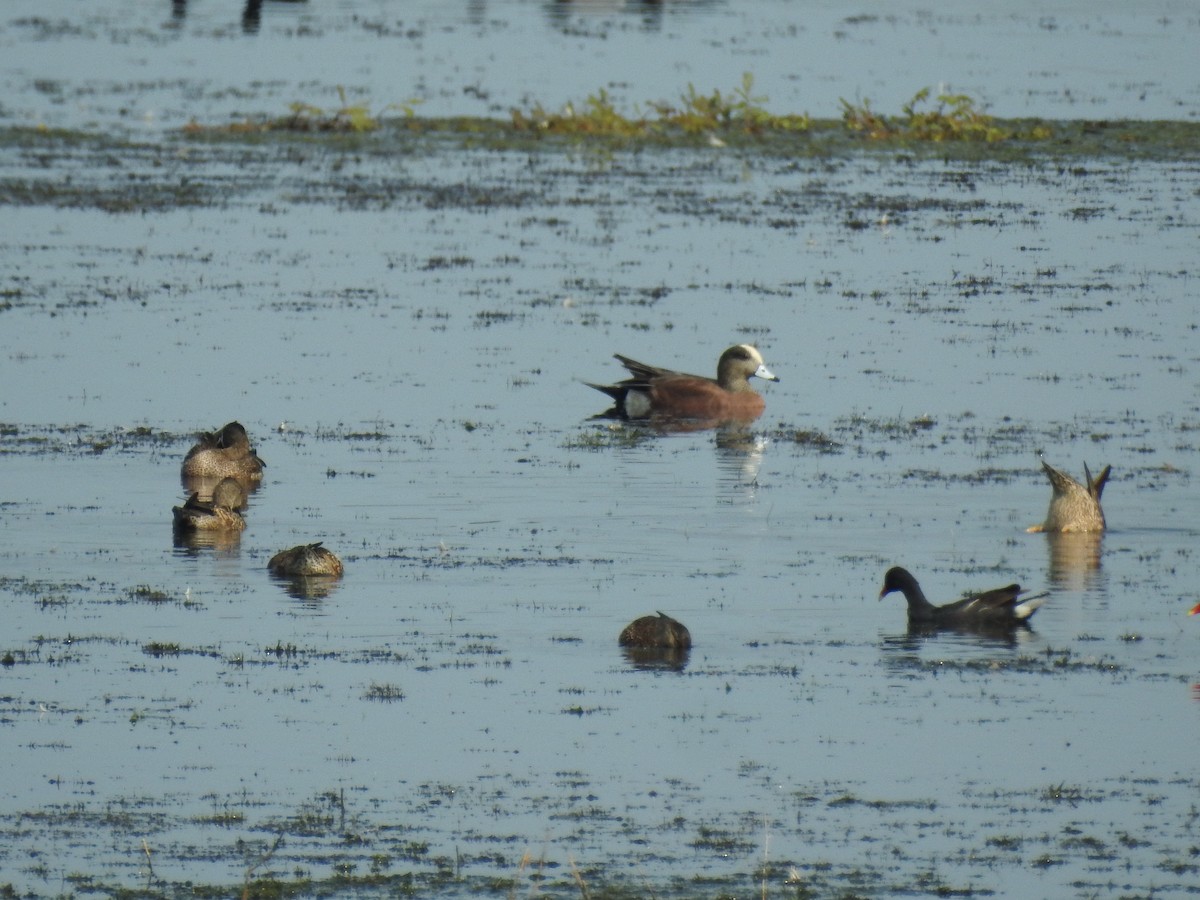 American Wigeon - ML147303551