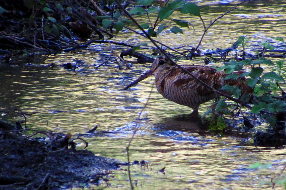 Eurasian Woodcock - Paulo Alves