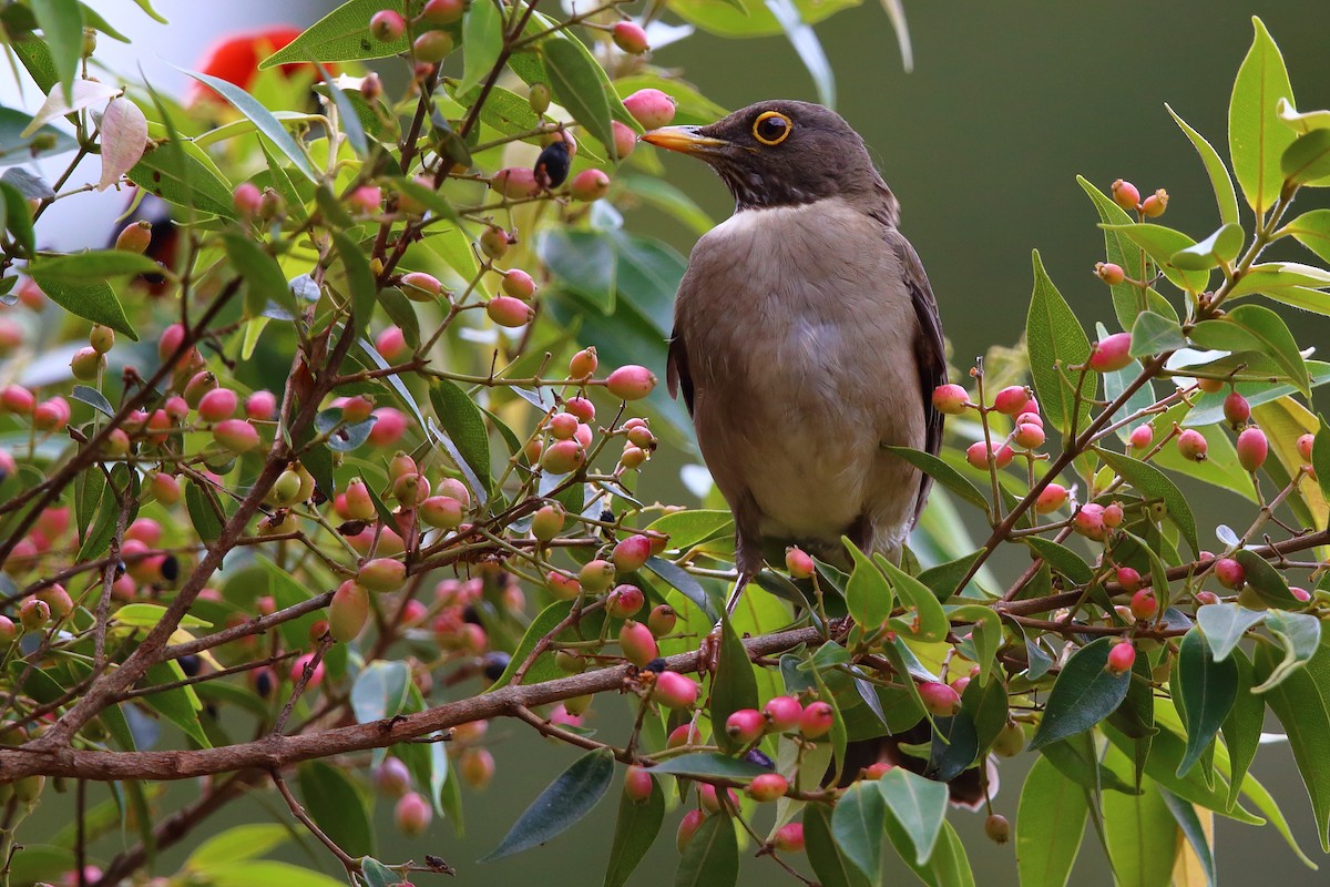 White-throated Thrush - ML147304441