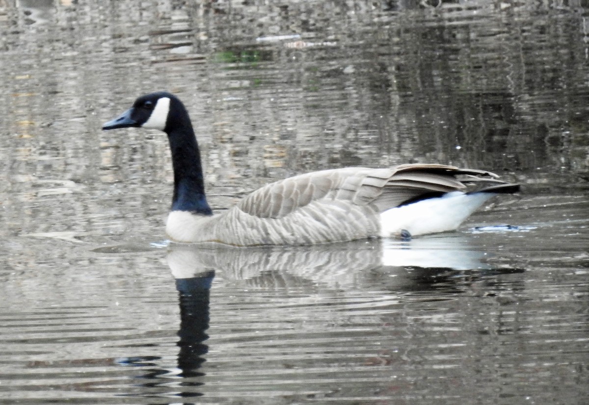 Canada Goose - ML147304521