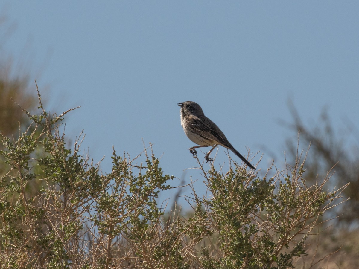 Sagebrush/Bell's Sparrow (Sage Sparrow) - ML147307491