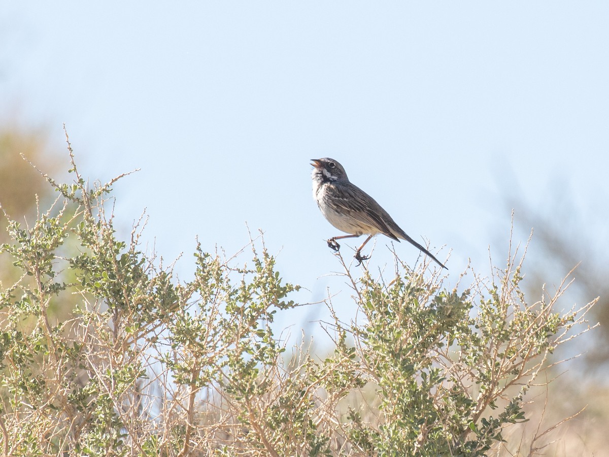 Sagebrush/Bell's Sparrow (Sage Sparrow) - Bruce Aird