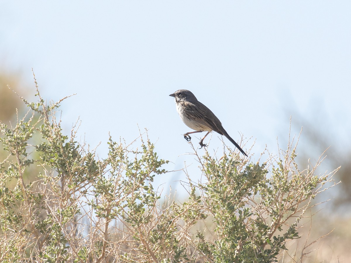 Sagebrush/Bell's Sparrow (Sage Sparrow) - Bruce Aird