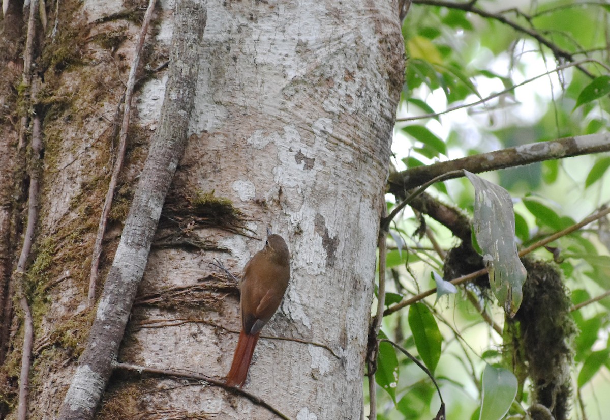 Wedge-billed Woodcreeper - ML147307661