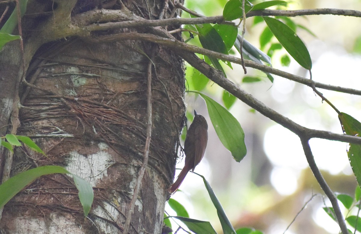 Wedge-billed Woodcreeper - ML147307821