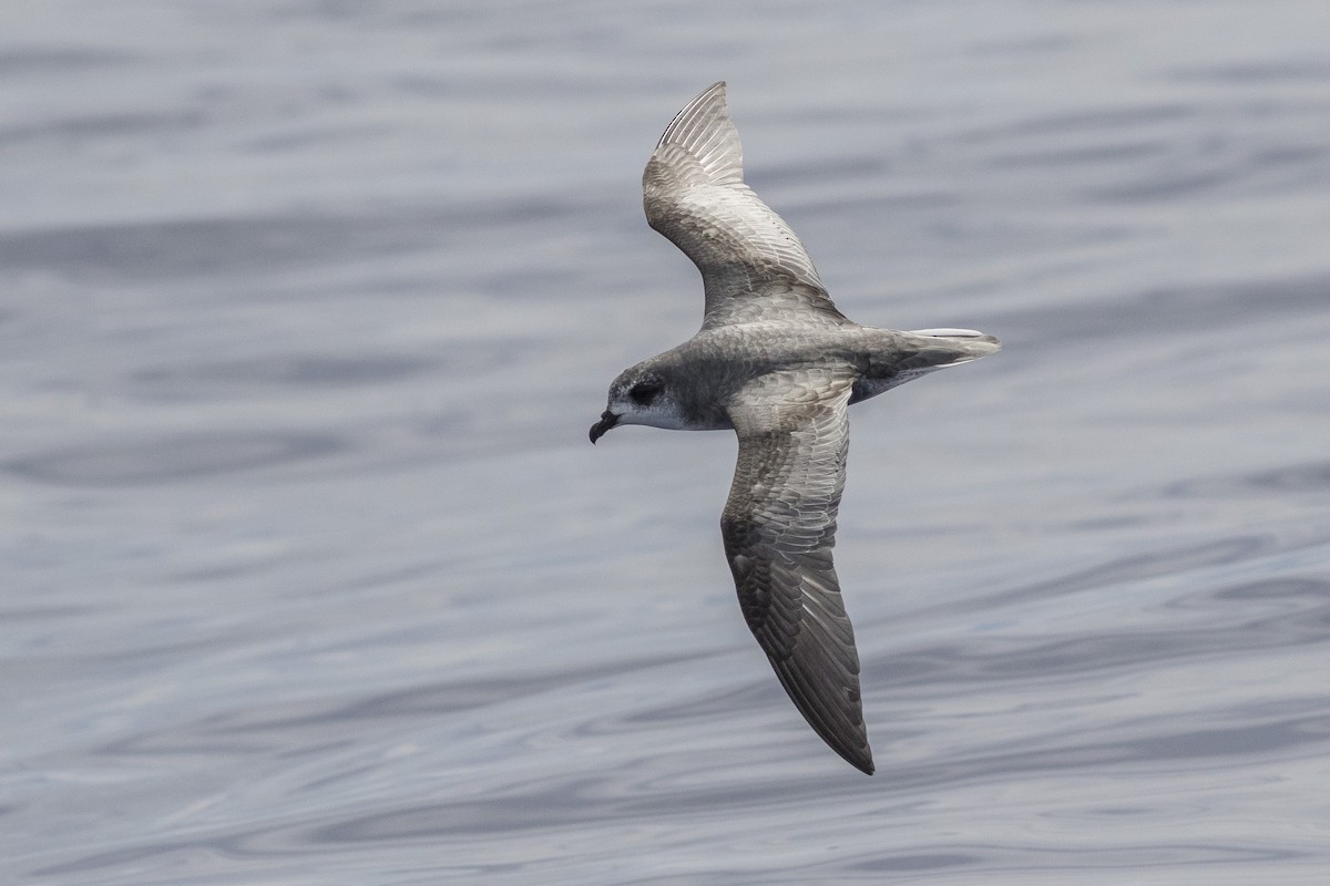 Petrel Moteado - ML147310111