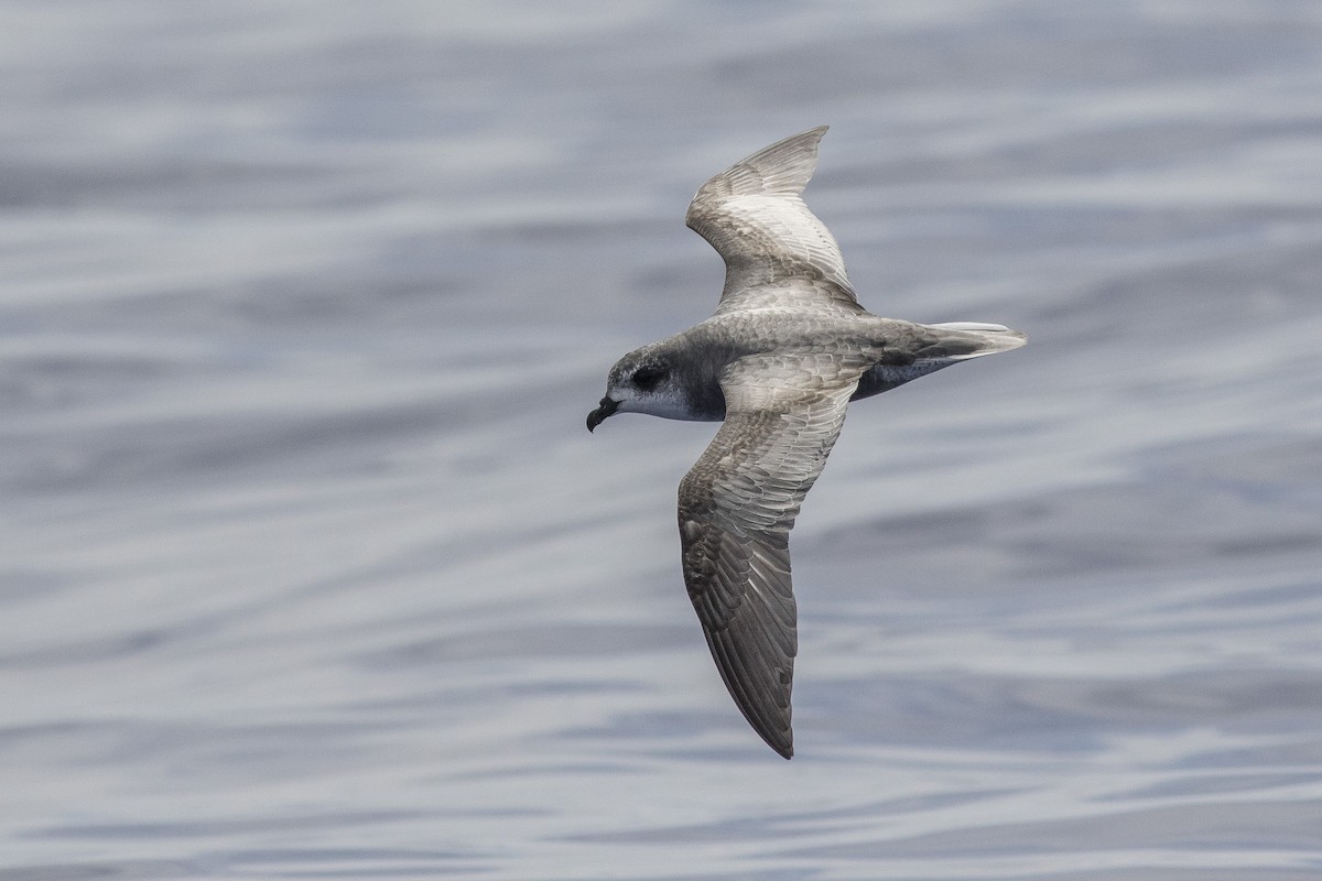 Mottled Petrel - Jacob Drucker