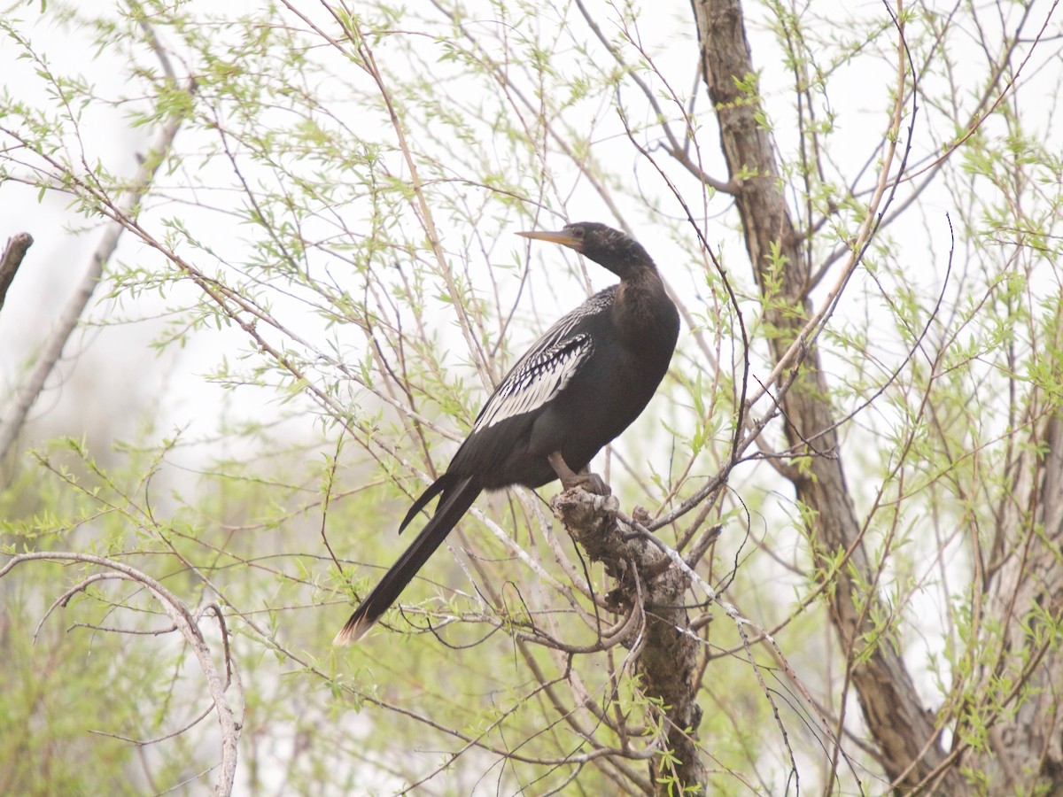 Anhinga - Erik Atwell