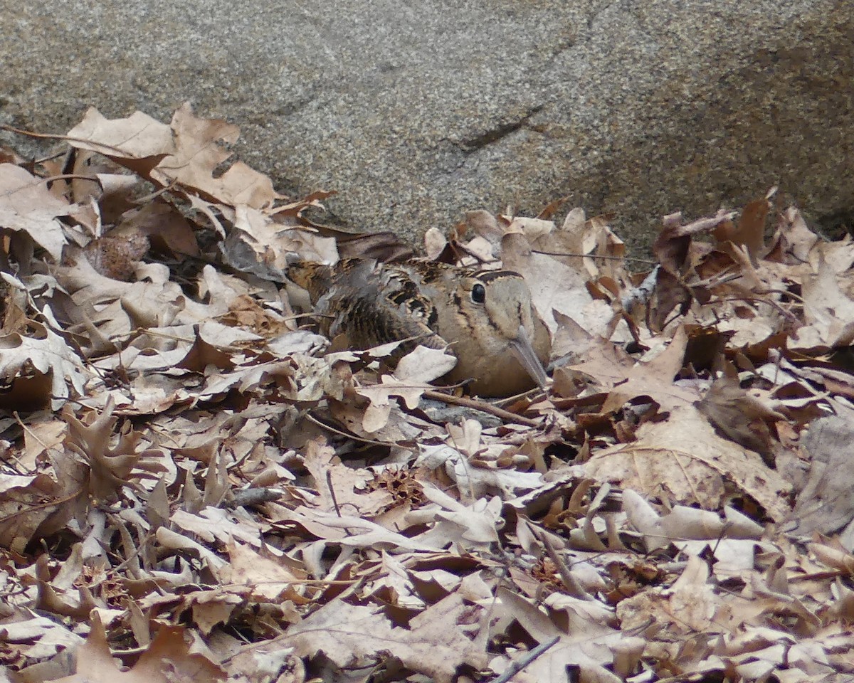 American Woodcock - ML147312901