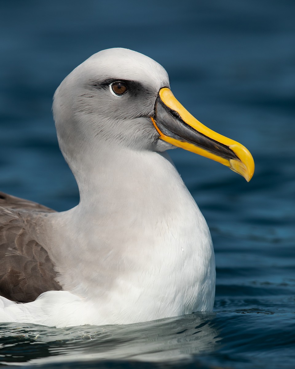 Buller's Albatross - Dorian Anderson