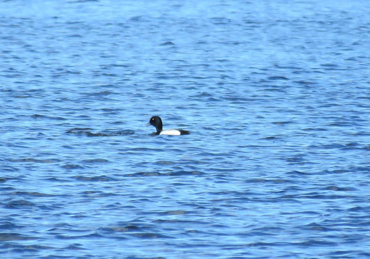 Greater Scaup - ML147319091