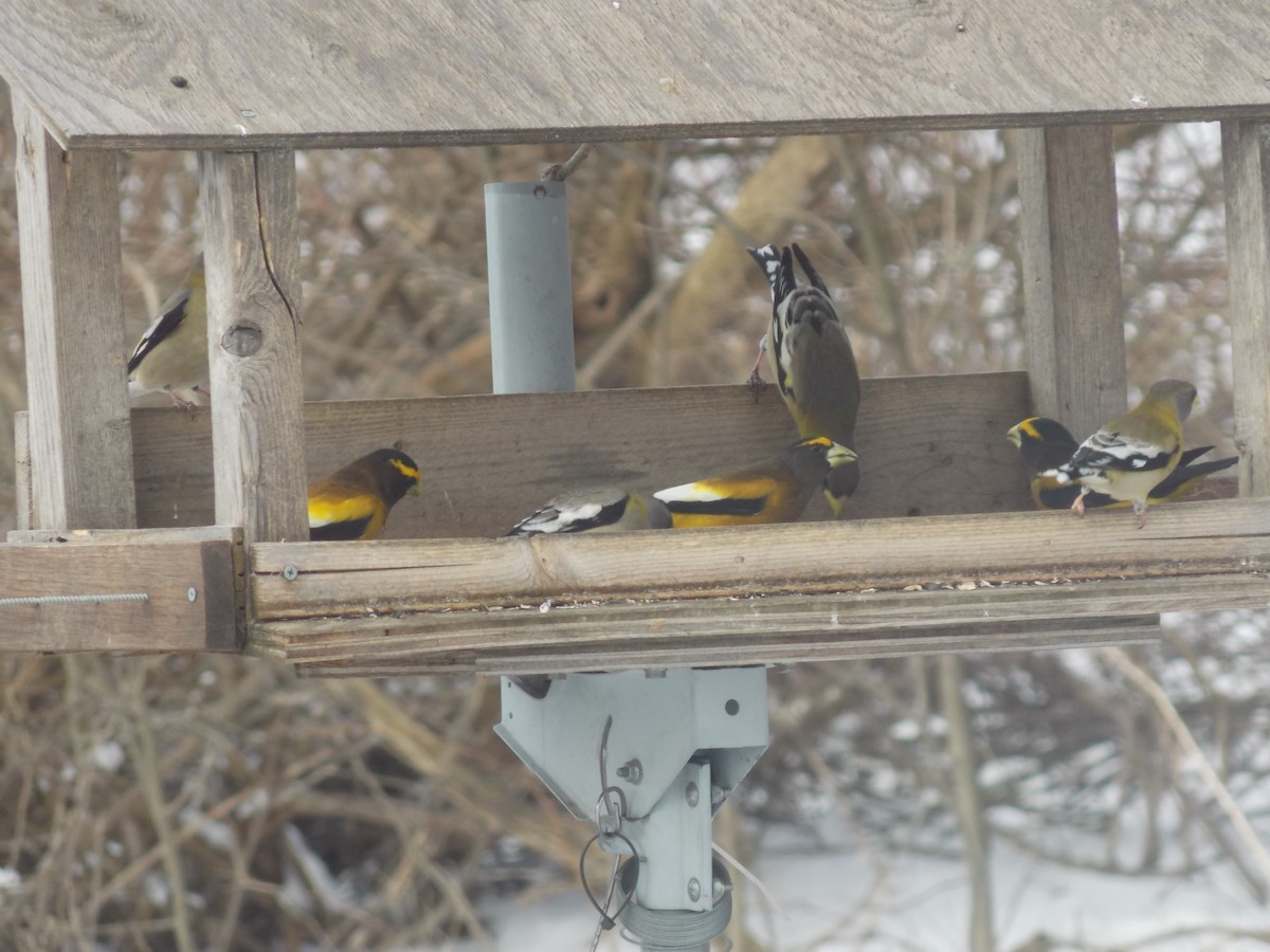 Evening Grosbeak - Anonymous