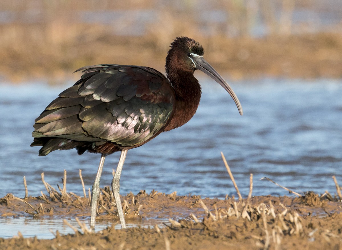 Glossy Ibis - ML147319561