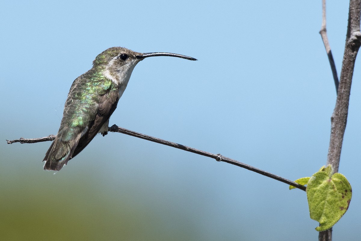 Mexican Sheartail - ML147319681