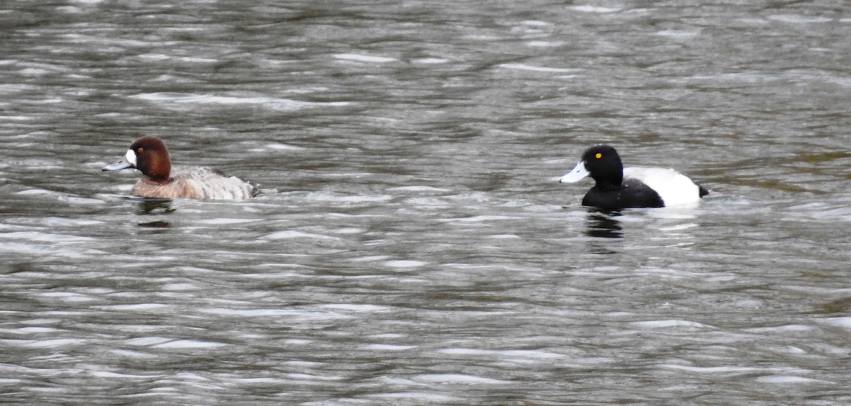 Lesser Scaup - Mark  Ludwick