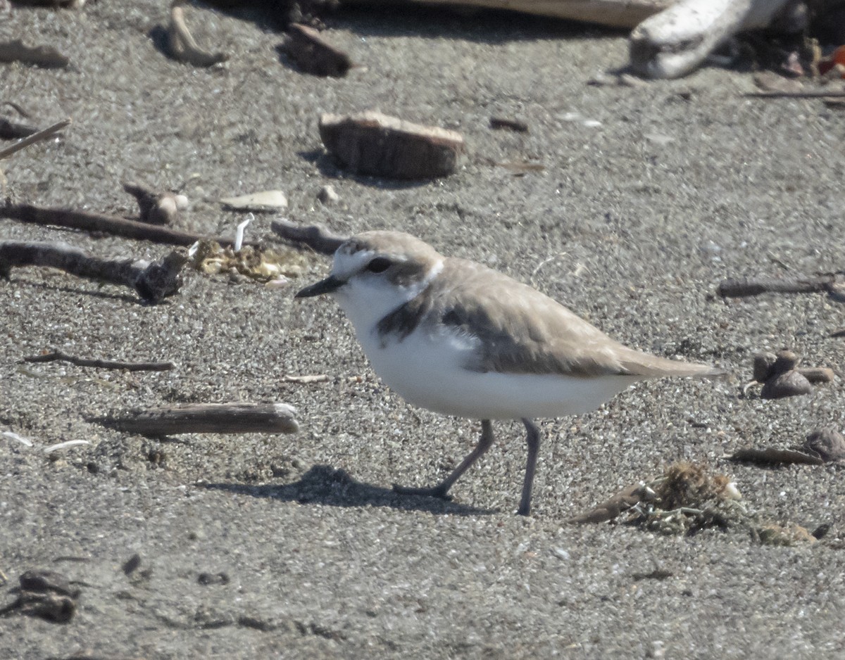 Snowy Plover - Norman Pillsbury