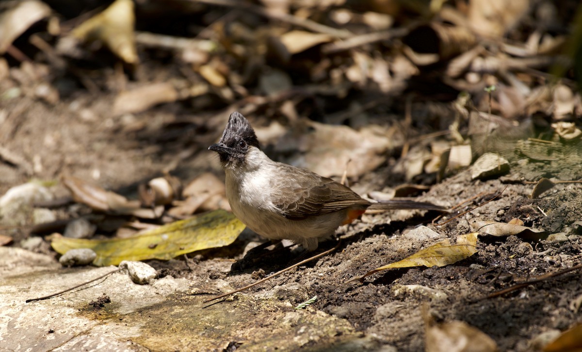 Sooty-headed Bulbul - ML147324141