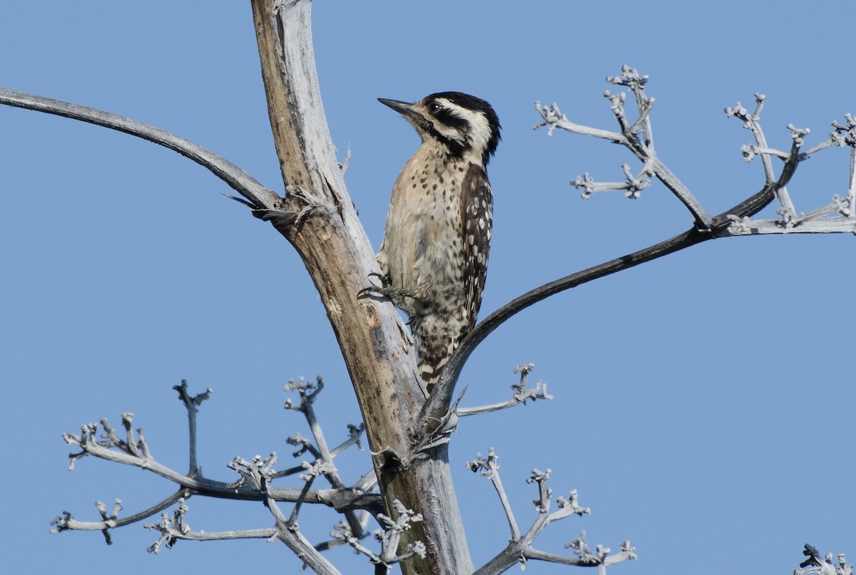 Ladder-backed Woodpecker - ML147324741