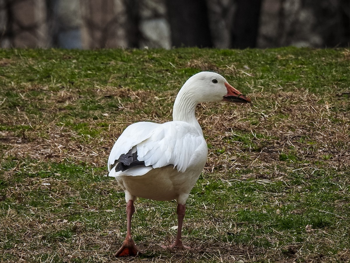 Snow Goose - ML147325351