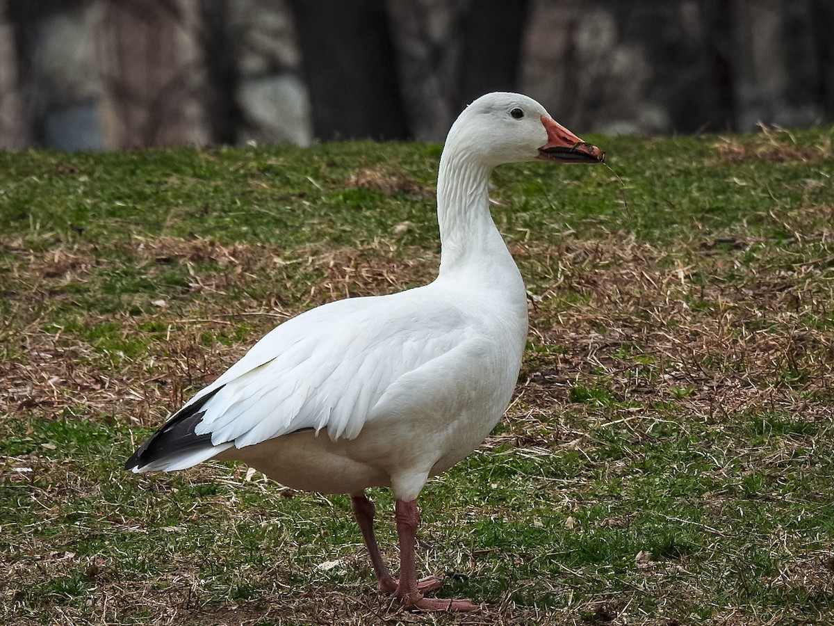 Snow Goose - ML147325361