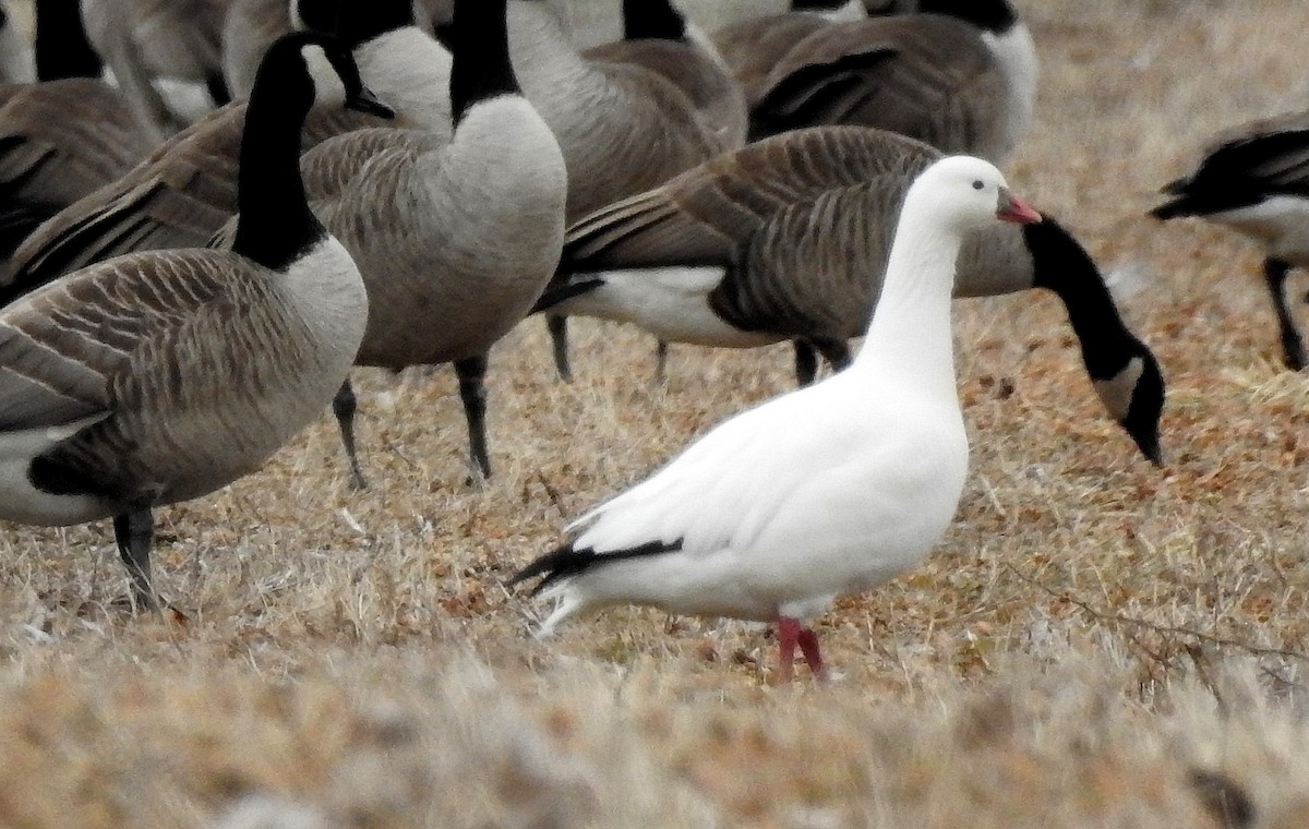 Ross's Goose - shelley seidman