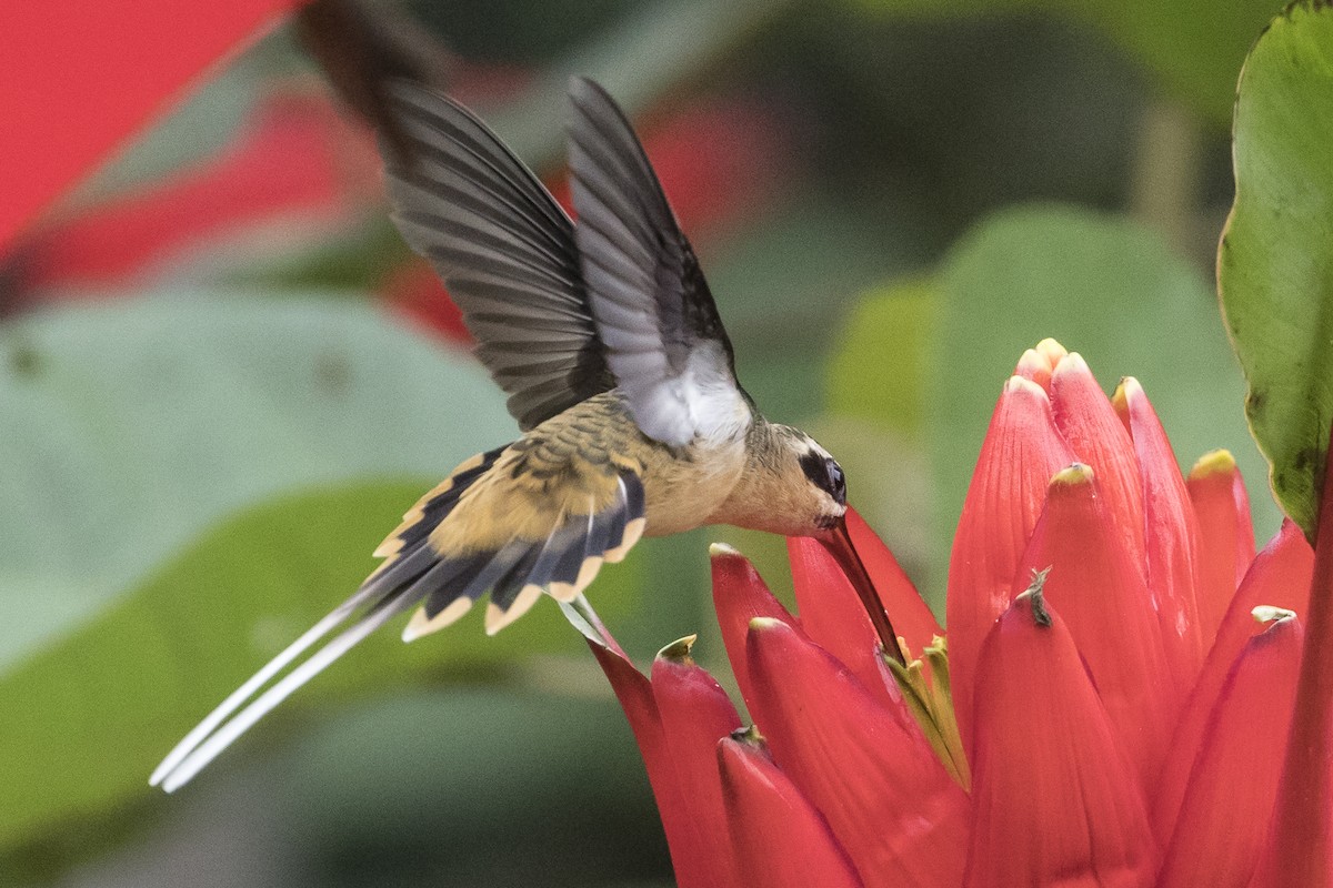 Tawny-bellied Hermit - ML147326891