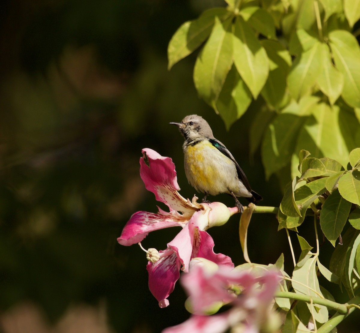 Nile Valley Sunbird - Liam Ragan