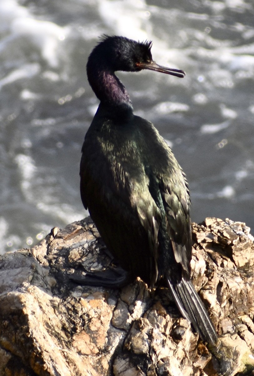 Pelagic Cormorant - John/Linda Mendoza