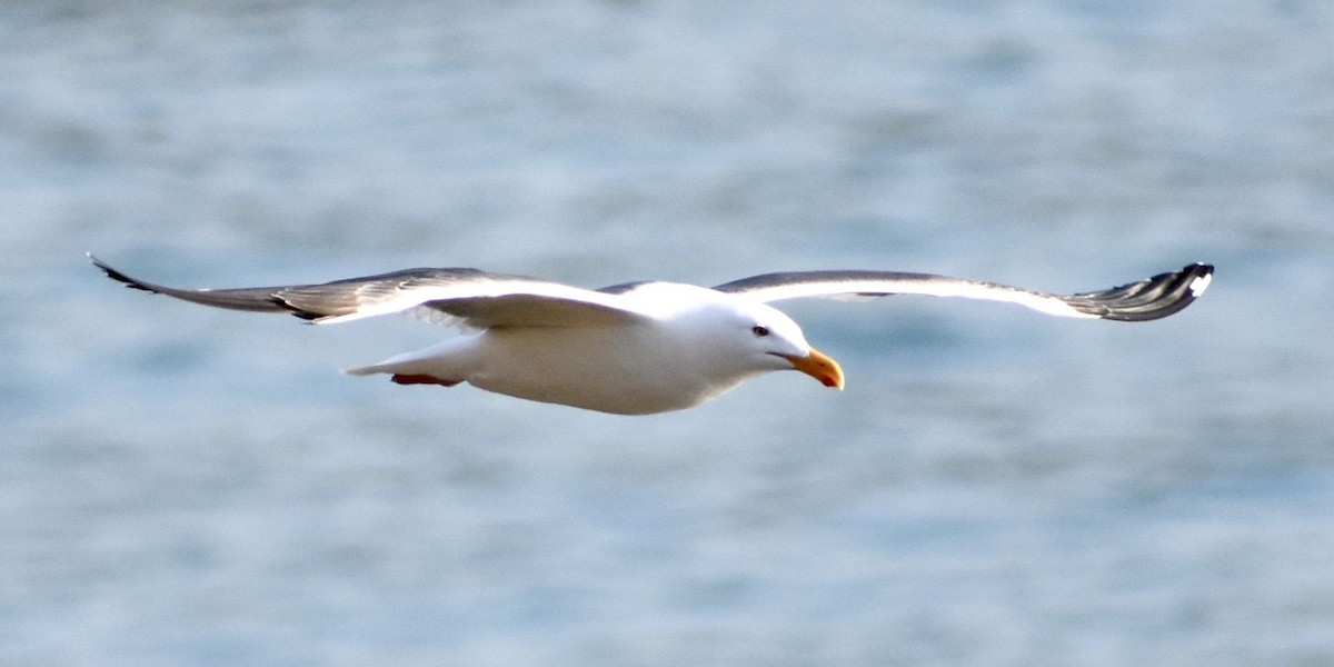 Gaviota Occidental - ML147331161