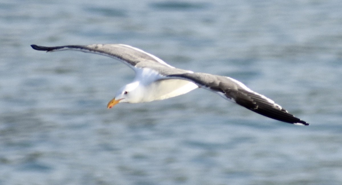 Gaviota Occidental - ML147331171