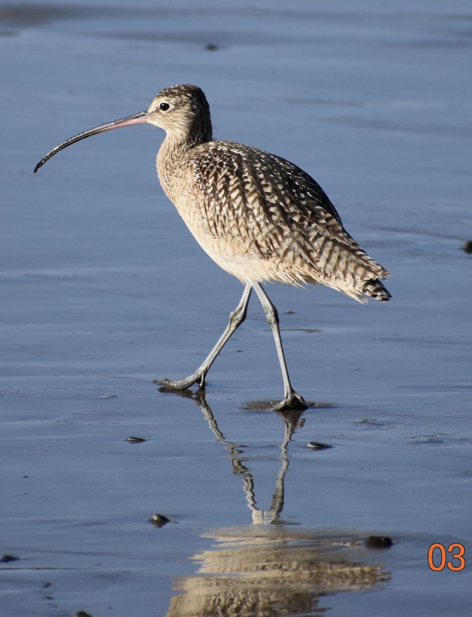 Long-billed Curlew - John/Linda Mendoza
