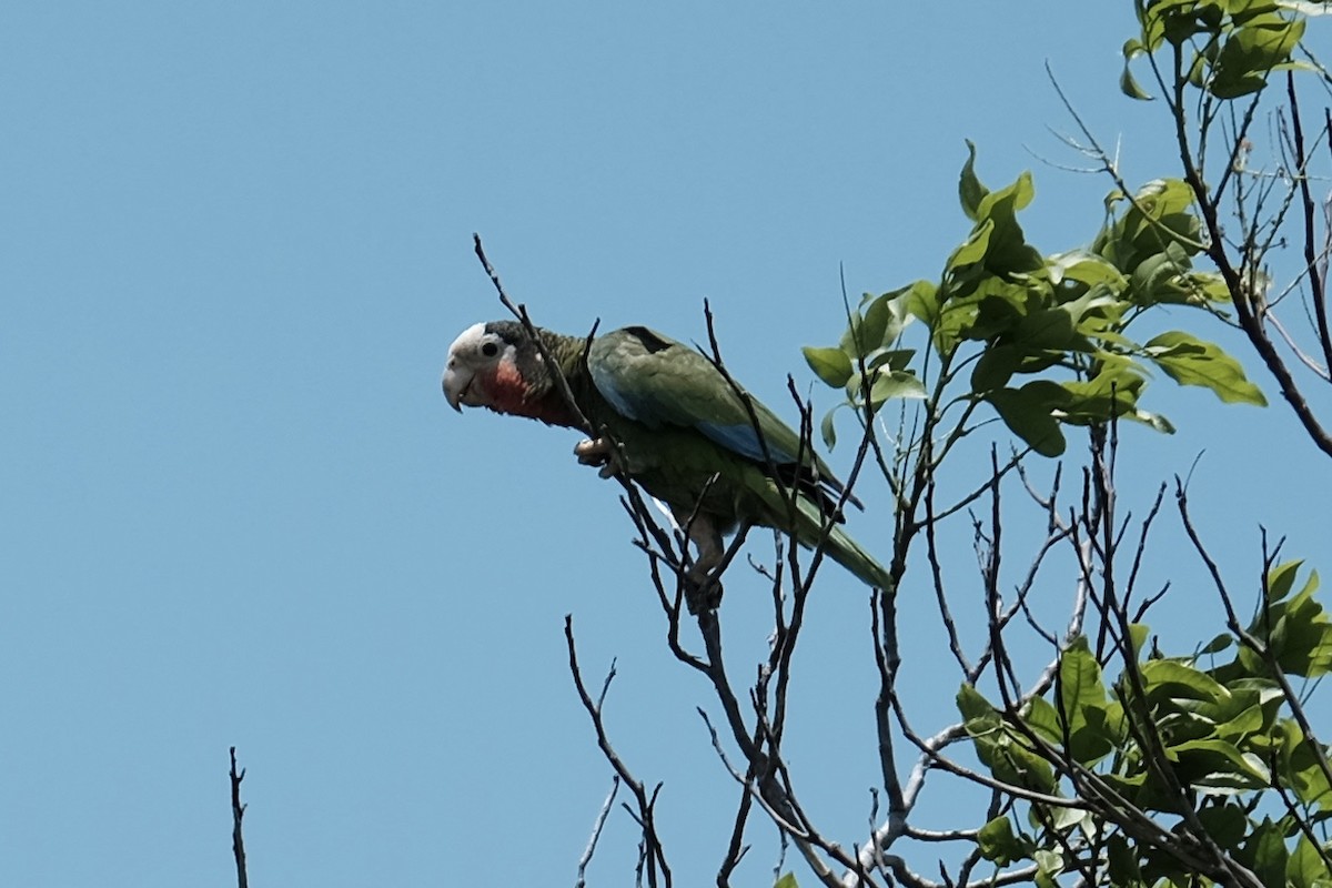 Cuban Parrot - Lane Castagnacci