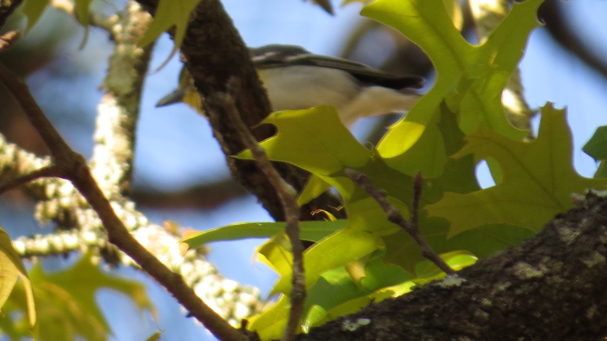 gulbrystvireo - ML147332911