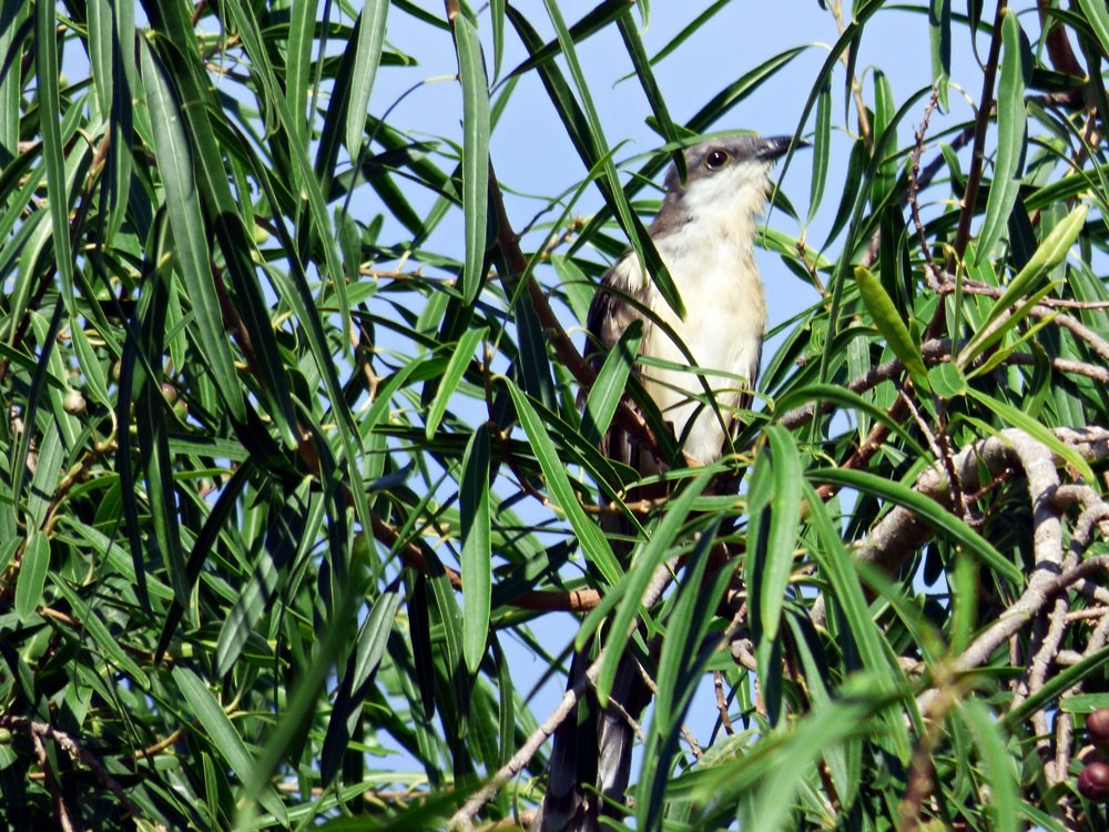 Dark-billed Cuckoo - ML147332961